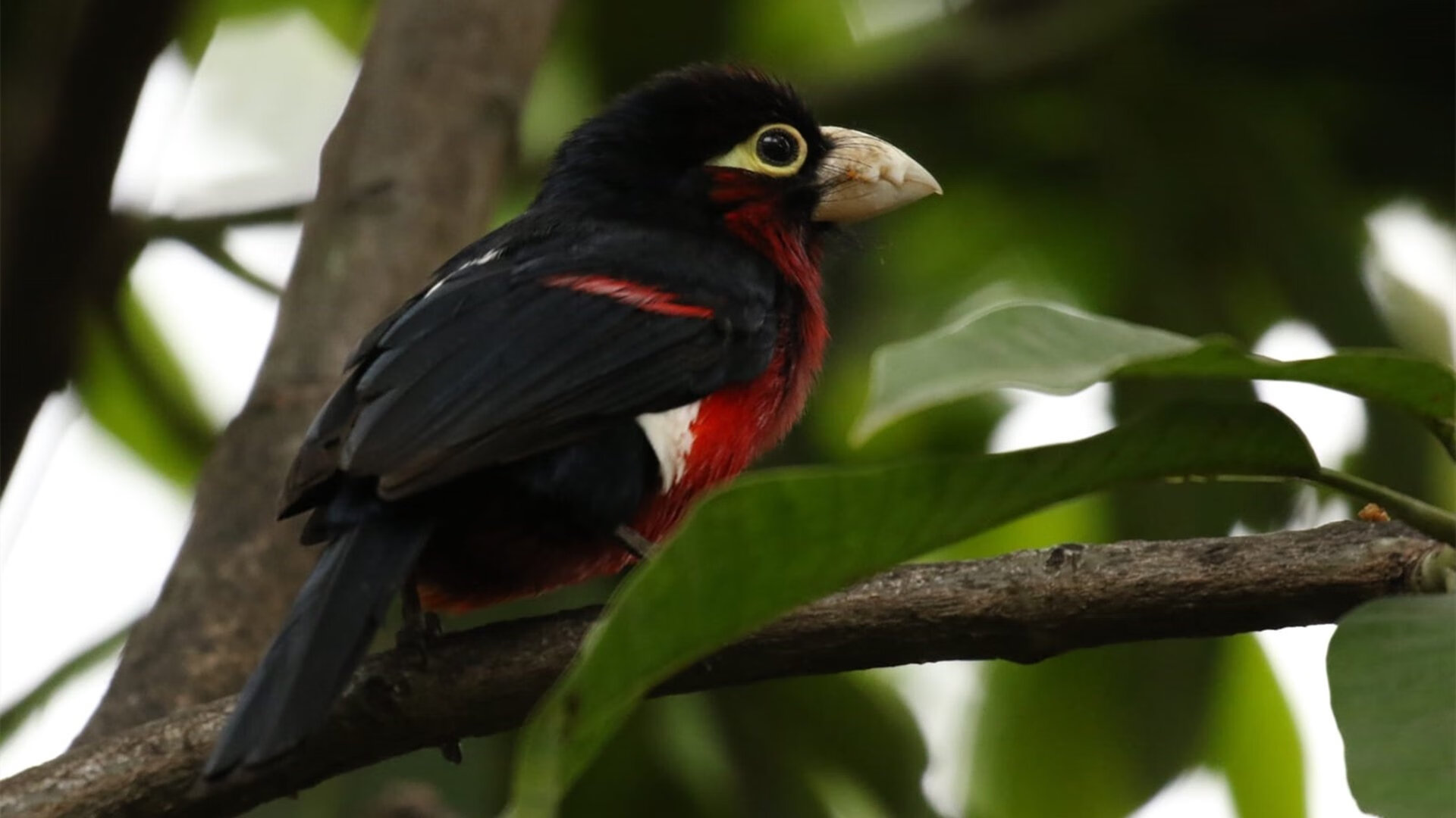 风城之子，拉文关键制胜，NBA季后赛之夜的唯一性